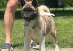 Američka akita