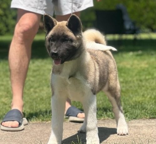 Američka akita