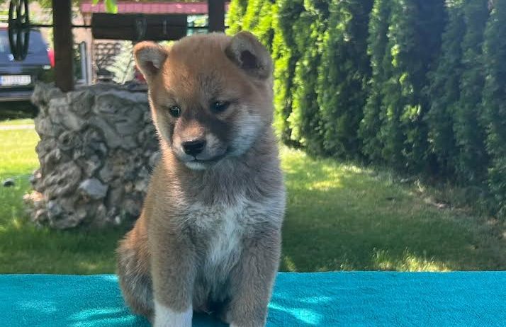 Shiba inu (šiba inu) štenci