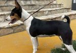Prelepi BASENJI štenci
