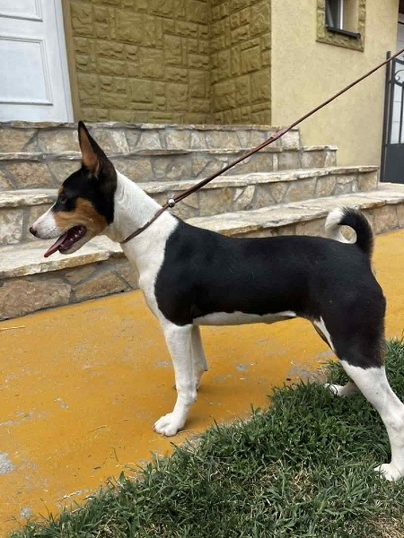 Prelepi BASENJI štenci