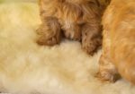 Mini Maltipoo štenci