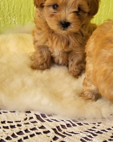Mini Maltipoo štenci
