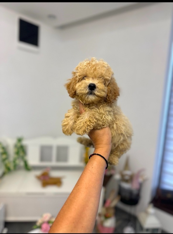 Maltipoo vrhunske genetike