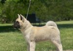 Američka akita
