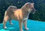 Shiba inu (šiba inu) štenci