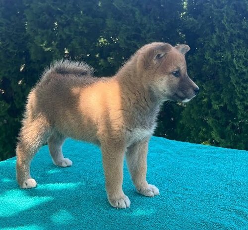 Shiba inu (šiba inu) štenci