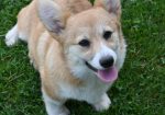 Velski korgi/Welsh Corgi Pembroke