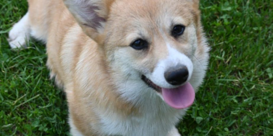 Velski korgi/Welsh Corgi Pembroke