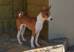 Prelepi BASENJI štenci