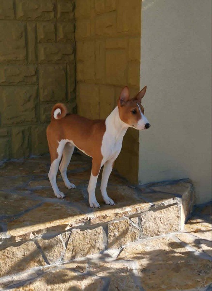 Prelepi BASENJI štenci