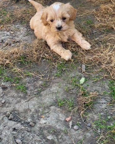 Mini Maltipoo štenci