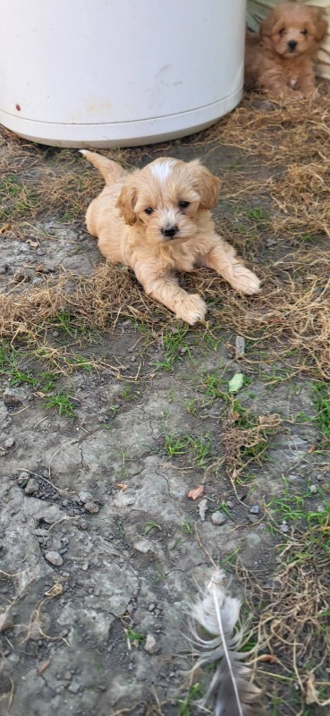 Mini Maltipoo štenci