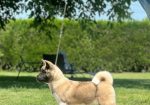 Američka akita