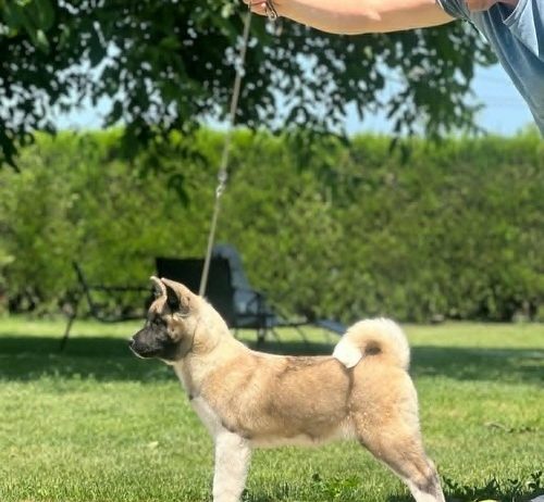 Američka akita