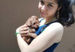 Crvena toy pudla