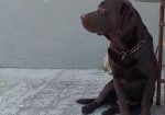 Labrador retriver