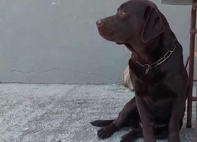 Labrador retriver
