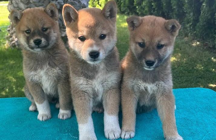 Shiba inu (šiba inu) štenci