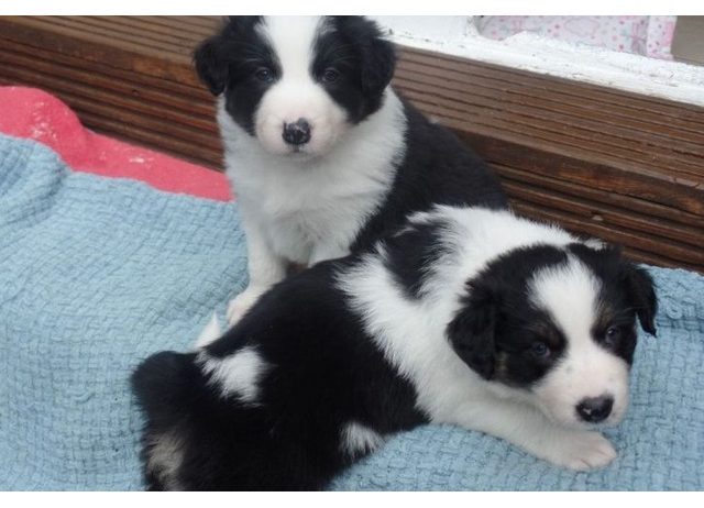 Prekrasni Border Collie