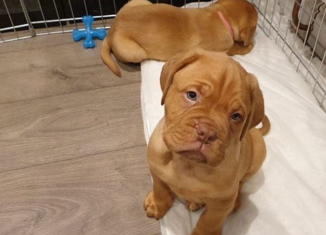 Prekrasni štenci Dogue de Bordeaux,
