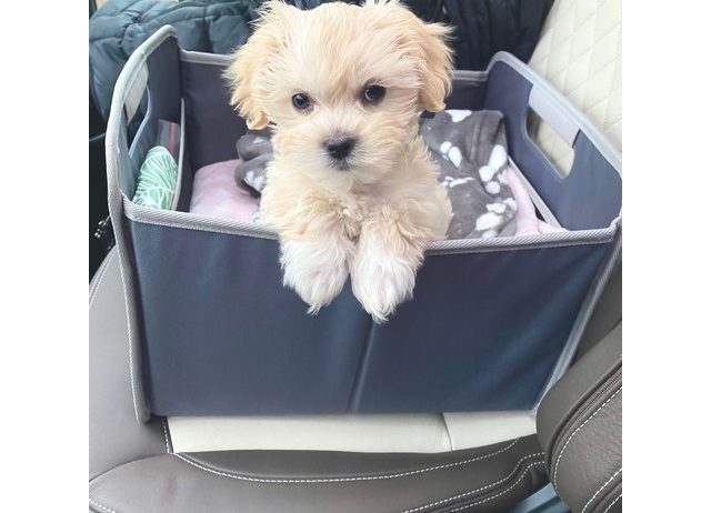 Sweet Maltipoo štenci uzgojeni kod kuće