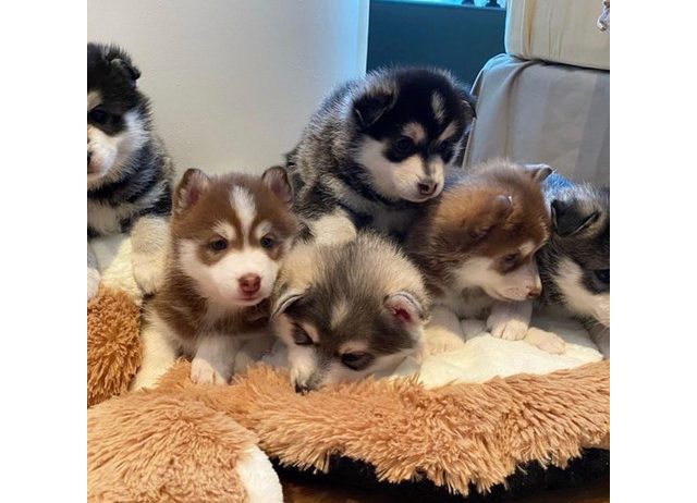 Najslađe štene Pomskyja