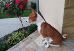 Prelepi BASENJI štenci