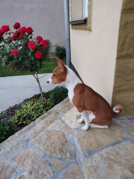 Prelepi BASENJI štenci