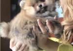 Pomeranac / Pomeranian / Boo štenci