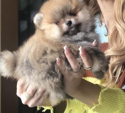 Pomeranac / Pomeranian / Boo štenci