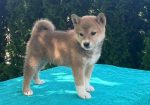Shiba inu (šiba inu) štenci