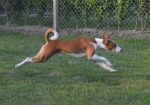 Prelepi BASENJI štenci