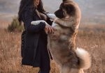 Američka akita