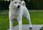 Shiba inu (šiba inu) štenci