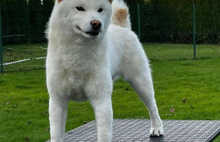 Shiba inu (šiba inu) štenci