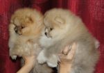 Pomeranac / Pomeranian / Boo štenci