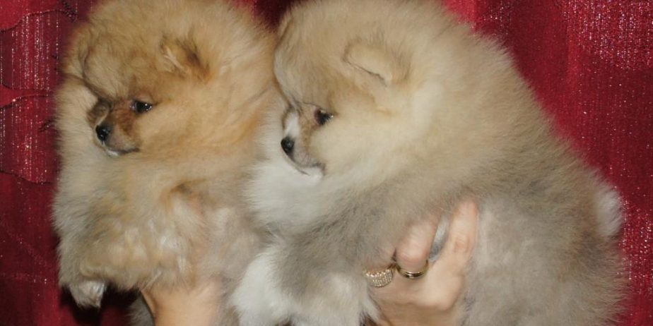 Pomeranac / Pomeranian / Boo štenci