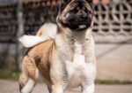 Američka akita