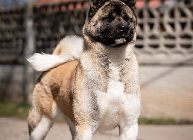 Američka akita