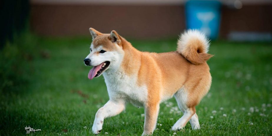 Shiba inu (šiba inu) štenci