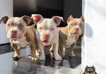 American bully, ženski štenci