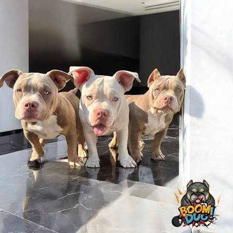 American bully, ženski štenci