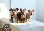 American bully, ženski štenci
