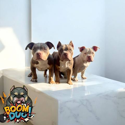 American bully, ženski štenci