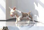 American bully, ženski štenci
