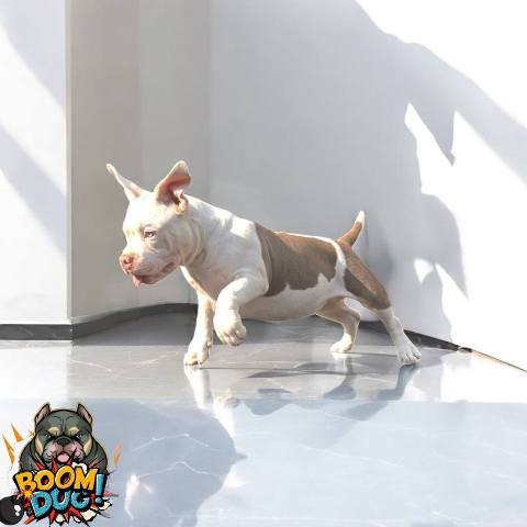 American bully, ženski štenci