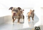 American bully, ženski štenci