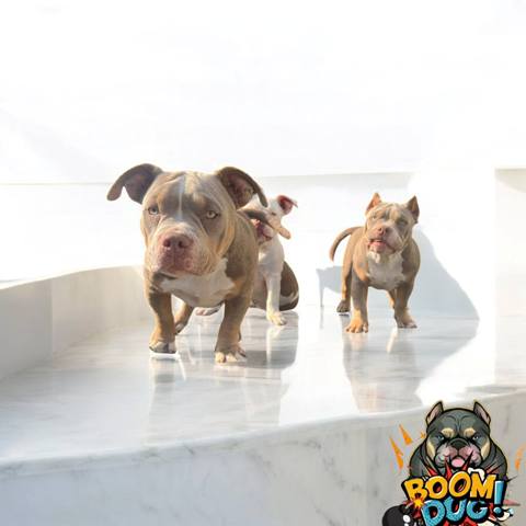 American bully, ženski štenci