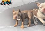 American bully, ženski štenci
